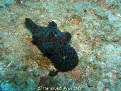 Network Lamellaria / Black Velutinid - with litte Brittle... by Hansruedi Wuersten 
